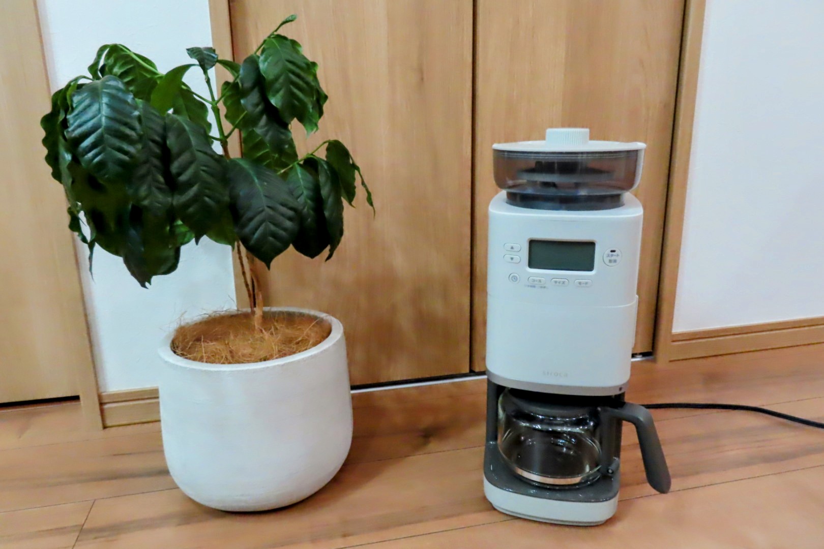カフェばこPRO（SC-C251）　とコーヒーの木